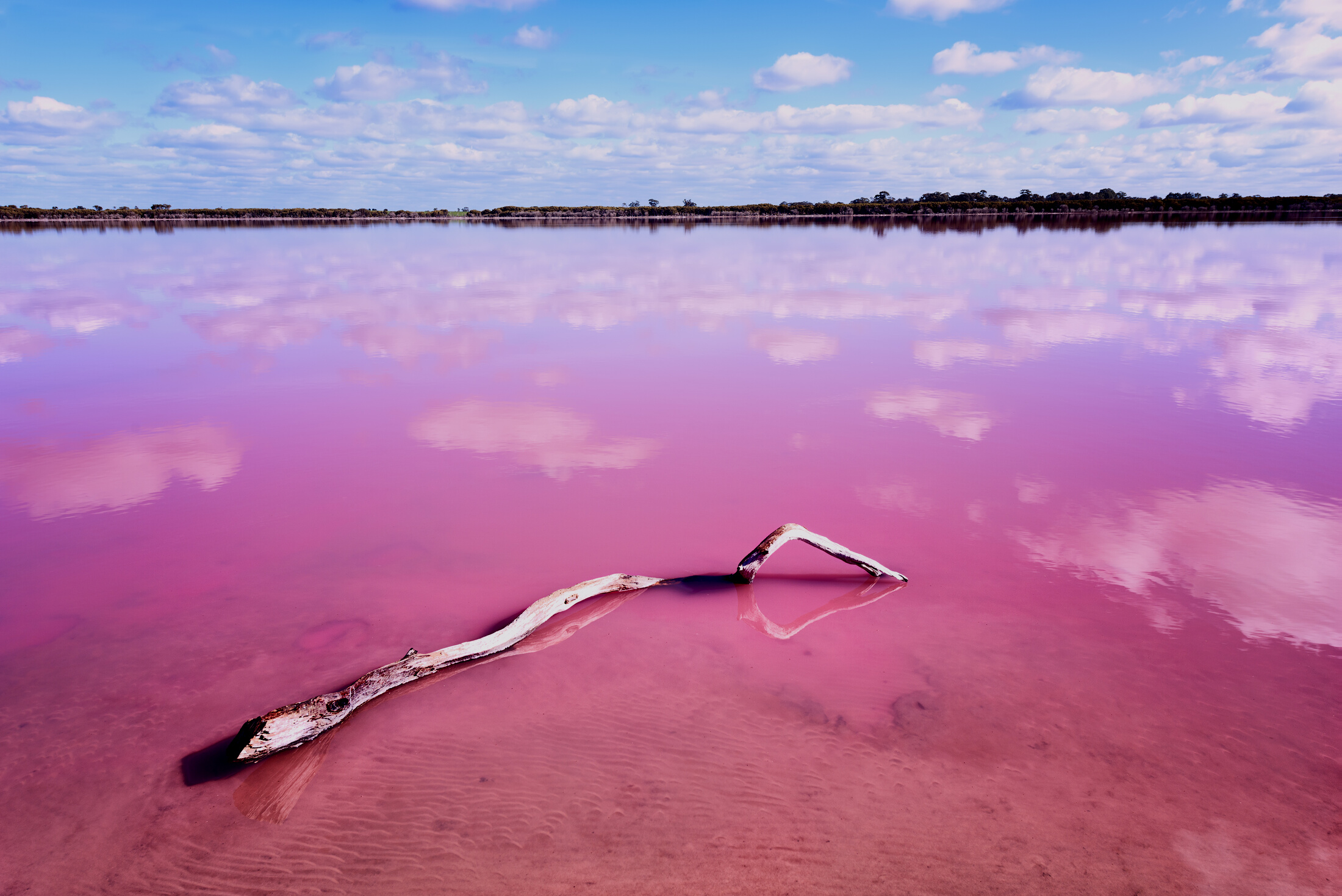 Pink salt lake with piece of wood in Western Australia